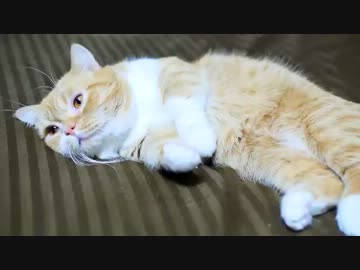 【マンチカンズ】マンチカン親子に見る父の威厳？