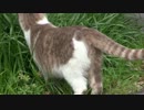 猫好き巡礼の旅【どこかの公園・・・】その２３