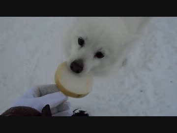ウチのわんこちゃんは大根が大好き