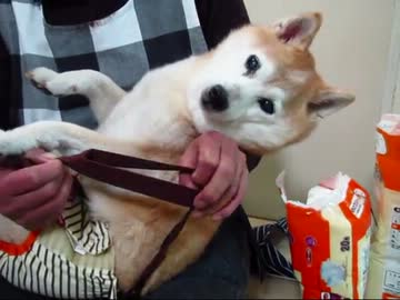 柴犬りょうオムツデビュー(１４年１月１２日)
