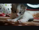 【リア獣】のん太を愛でるだけ　【猫万歳】