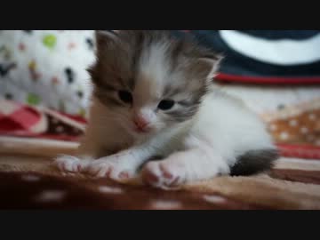 【リア獣】のん太を愛でるだけ　【猫万歳】