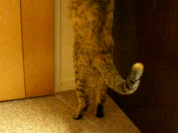 拾いねこ＠生後557/524日目　立ちあがーれーつきにょん～