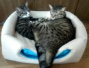 猫たちの日常　No,19　虎吉＆まこ　仲良し兄妹♪