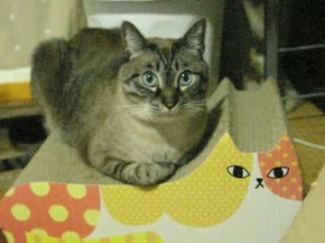 ジャンくんの家猫生活２年１ヶ月　お年玉あげるね