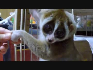 飼い主からブラッシングされてご満悦の淫夢くん