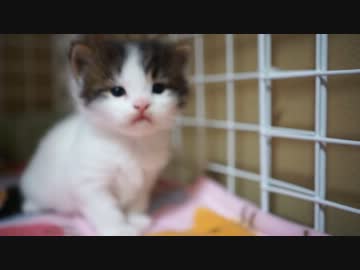 【リア獣】 猫の寝顔は安眠効果　【猫万歳】