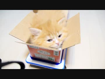 【マンチカンズ】マンチカン３兄妹の蔵出し動画