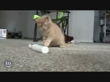 【ベスト特別版】 怖がるネコの詰め合わせ