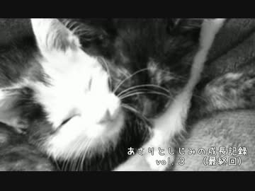 【子猫】あさりとしじみの成長記録 vol.3　最終回