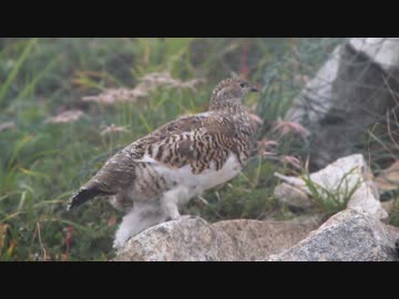 日本百名山に登ってみた95・96-1/7　五竜岳・鹿島槍ヶ岳(+唐松岳・爺ヶ岳)編