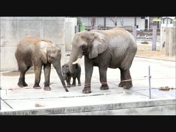 動物園へ行ってきたよ　その２