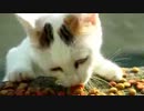 Sample.flv
