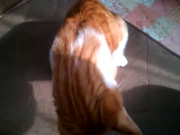 お手をする猫