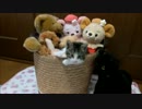 ぬいぐるみバスケットに入る子猫ミルキー