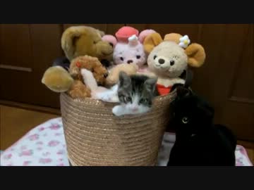 ぬいぐるみバスケットに入る子猫ミルキー
