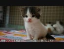 【リア獣】 もなか/兄弟喧嘩　【猫万歳】