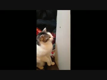 猫とネジ