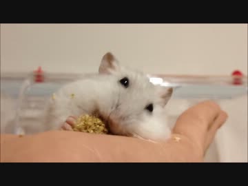 ハムスターのどんぐりと粟穂