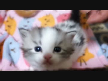 【リア獣】 撫でる　【猫万歳】