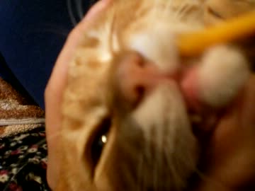 拾いねこ＠生後560/527日目　は・み・が・きじょーずかなーぁー＠歯磨き回