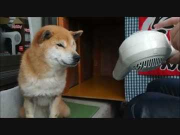 業務用ドライヤーvs乾きにくい柴犬 Nobby NB3000