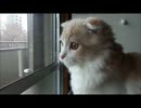 かわいすぎて仕事が手につかない(●´Д｀人´Д｀●)　vol.7