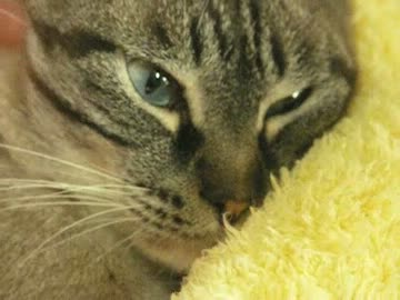 ジャンくんにおニューの首輪と迷子札