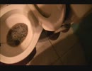 ビールをトイレに流してみた