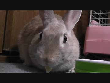 うさぎとＩＱチェスで遊んでみた