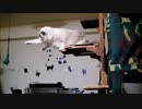 ねこｖｓすごい宇宙の人