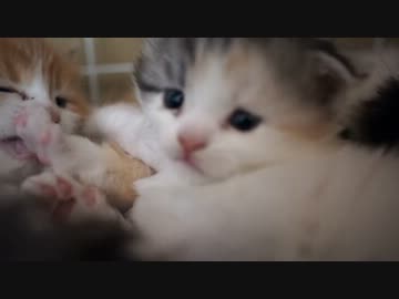 【リア獣】 寝起きの子猫達　【猫万歳】