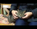 リラックス　ティム
