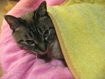 ジャンくんは毛布にくるまってぬくぬく