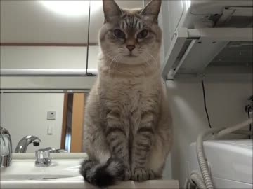 家猫日和　詰め合わせ２６