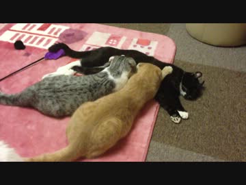 オスのおっぱいを吸うオス猫たち