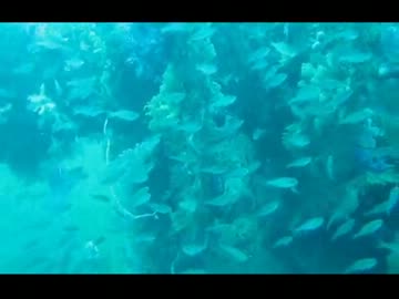 熱海ダイビング　沈船