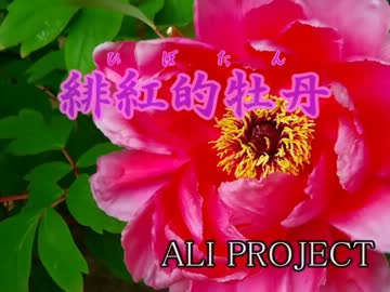 【字幕あり】緋紅的牡丹(off vocal)