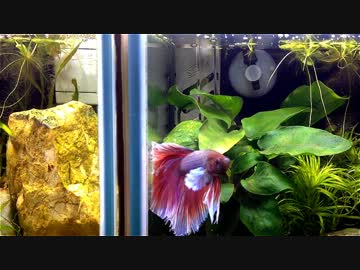 ベタの謎行動