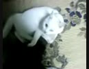 チロたんこんなにデカ…元気になって… (T-T)ホロリ