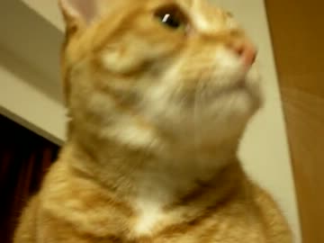 拾いねこ＠生後564/531日目　上からあこにょん