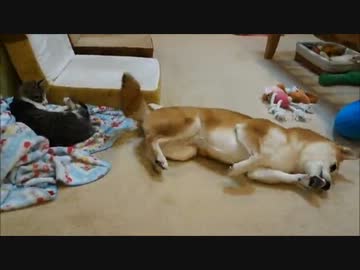 コロンコロン柴犬とバンザイ猫