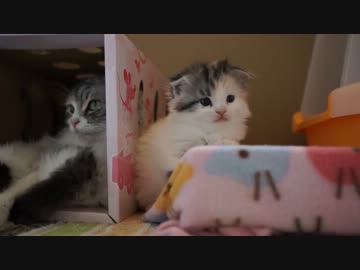 【リア獣】 生後1ヶ月の子猫達　【猫万歳】