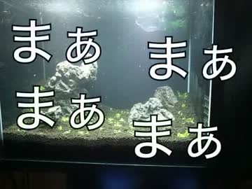 俺流アクアリウムの作り方　パート3　