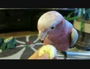 モモイロインコのメイちゃん バナナ大好き♪.mp4