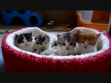 【リア獣】 子猫の安眠効果　【猫万歳】