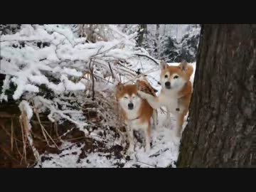 柴犬ひかいちと雪の撮影会