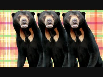 マレーグマのことなんかぜんぜん好きじゃないんだからねっ!!