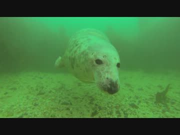人懐っこい、モフモフアザラシ