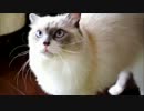 ときさだくんの声をあつめた動画